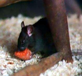 9. The Black Rat The black rat is most likely one of the first invasive species to ever be accidentally distributed by humans.