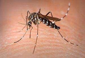 8. The Asian Tiger Mosquito This Asian tiger mosquito is characterized by its black and white stripe pattern.