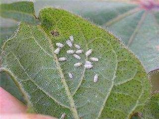 7. The Cotton Whitefly The cotton whitefly is living proof that some of the most hardhitting invasive species come in tiny packages.