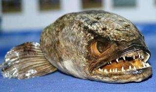 6. The Snakehead Fish The snakehead is an absolutely nightmarish animal. In fact, National Geographic nicknamed the Northern Snakehead "Fishzilla.
