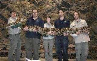 4. The Burmese Python The Burmese Python provides the perfect example of what can happen when a large, predatory species is introduced into an environment where the native wildlife offers