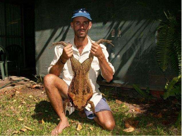 3. The Cane Toad Sometimes invasive species are introduced into regions as a form of pest control.
