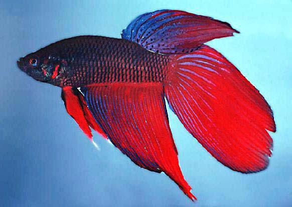 Habits: Ensure pets are thoughtfully chosen and well cared for Betta (Betta splendens) Ecological Risk Screening History of