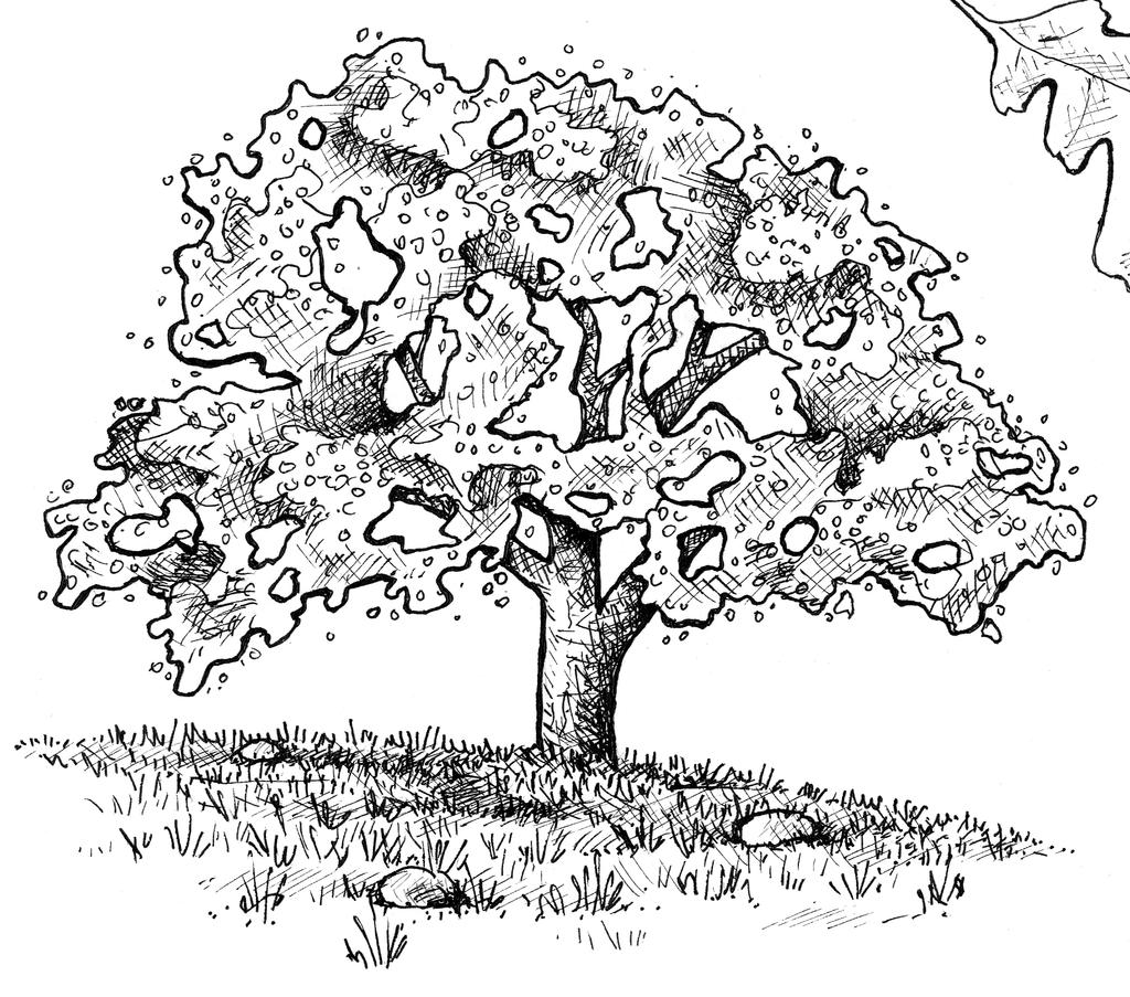 Habitat: Oak Savanna Valley Oak Facts Overall: Large trees with long, twisting branches and an open crown Age: can live over 400 years Leaves: 3 to 5 inches, deeply lobed 7 Deciduous: leaves fall in