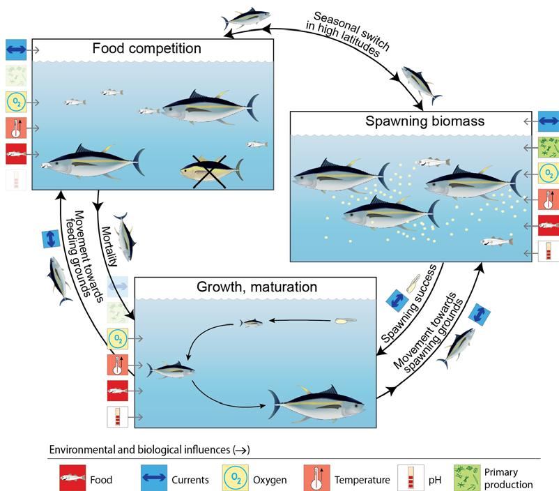 8.6 Integrated vulnerability assessment The relationships between tuna and their biophysical environment described in Sections 8.3 to 8.
