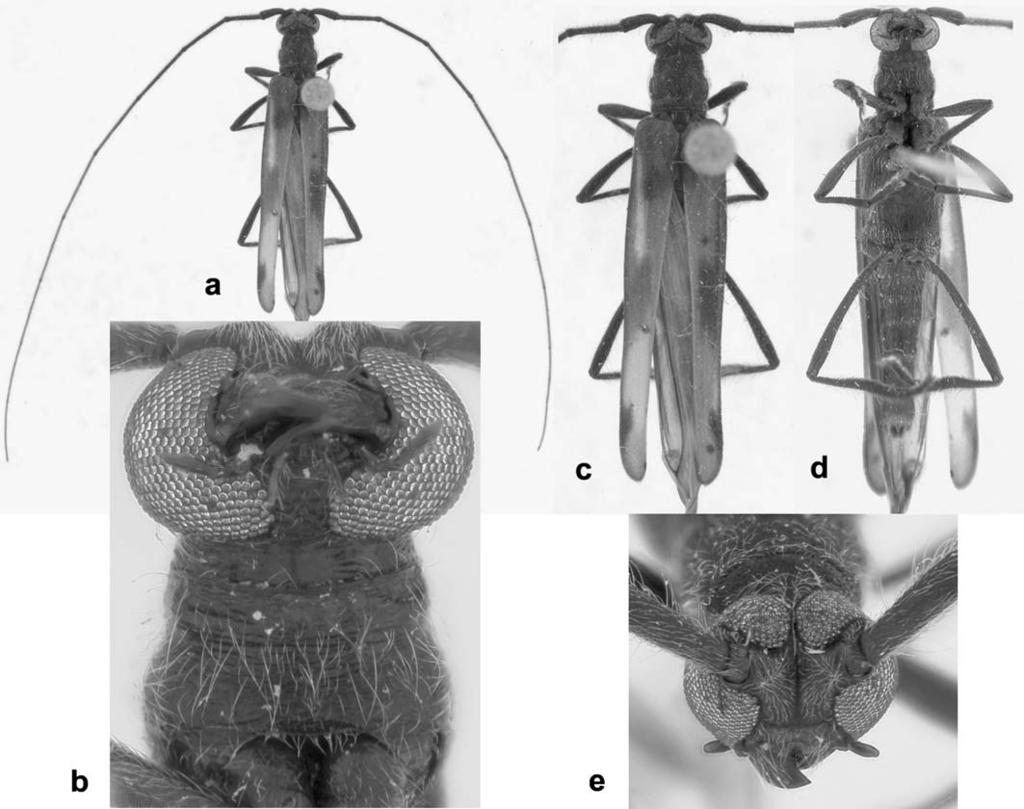 THE COLEOPTERISTS BULLETIN 64(3), 2010 267 Fig. 2. Methia dolichoptera, holotype.