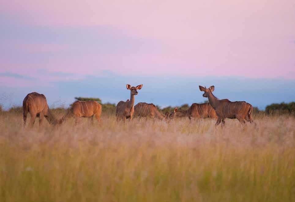 Classic Safari Camp Davidson is set in a private game reserve which forms