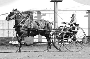 Six Horse Hitch $100, $95, $90, $85, $80 arrowequip cattle equipment Kioti tractors massey Ferguson and
