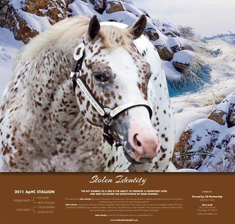 Champion Producer Sire of 2015 Select Stallion Weanling Filly Champion 27 SuddenlySparknBright 2010 ApHC Leopard Sire: Skip Go Grand Dam: Suddenly Scotch Starting Bid: $300 Sold on 2014 Auction: $300