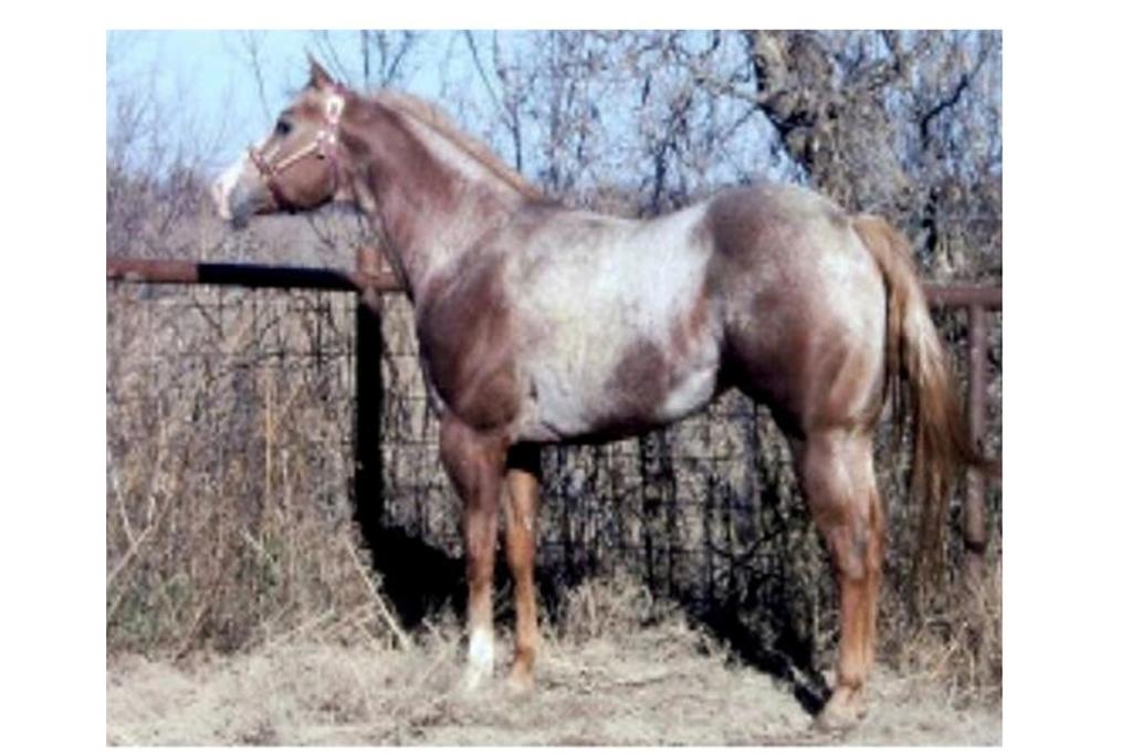 5 points in Open Halter 72 points Most Colorful at halter 33 Two Cool Two Skip Advertised Fee: $400 2001 ApHC Chestnut Sire: Moonwalker One Dam: My Skippin Heart Sold