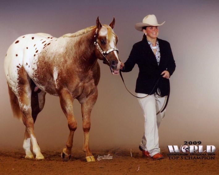 5 in Color Registered with the National Halter Horse Association Advertised Fee: $400 Sold on 2014 Auction: $250 Standing At: Dawn Pyle, Thief River Falls, MN Undefeated in all Weanling