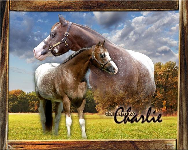 4 Colored By Charlie Advertised Fee: $1500 1999 ApHC Chestnut with blanket Sire: Don t Skip Charlie (AQHA) Dam: Dan Dee Doolin Starting Bid: $750 Shipped