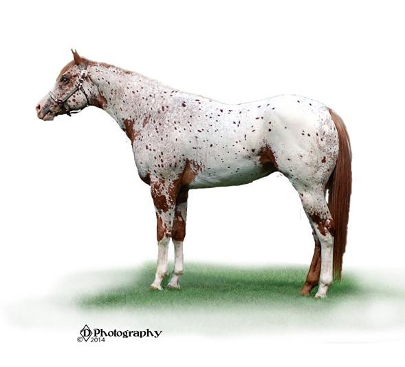 World Champion Non Pro Color Superior Color Horse ROM s in Halter, Color and Hunter in Hand 14 Justincredible Dream 2000 ApHC Chestnut