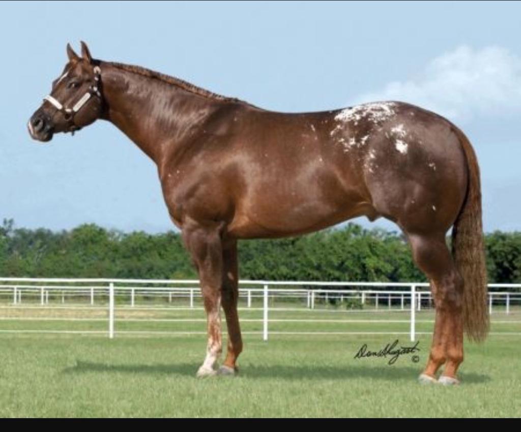 19 Pay It Forward Advertised Fee: $750 2007 ApHC Chestnut with spots Sire: Live The Dream Dam: Color Me Coosa Starting Bid: $375 Shipped Semen: $300 contact