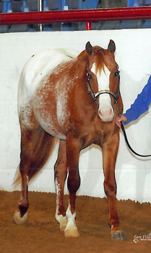 22 R Secret Joe Medallion 2005 ApHC Red Dun with blanket Sire: Secret Mr BarReed Dam: Dancing Cherub Shipped Semen: Actual costs to ship & collect approximately $500 Standing At: Kim Rumpsa Ware, MO