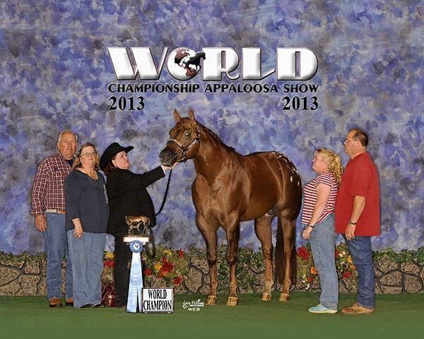 23 Simple Enough 2010 ApHC Chestnut Sire: Self Employed Dam: Dorothy Marie Advertised Fee: $750 Starting Bid: $375 Shipped Semen: $325 shipping & collection Sold on 2014 Auction: $375 Standing At: