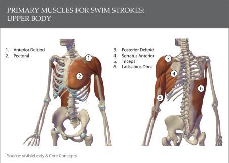 MUSCULAR SYSTEMS MUSCULAR SYSTEMS WHICH SWIMMER HAS APPROPRIATE STABILITY?
