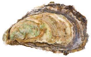 Study species at Exeter Crassostrea gigas Pacific oyster 2008 oysters contributed >31% of global mollusc production,
