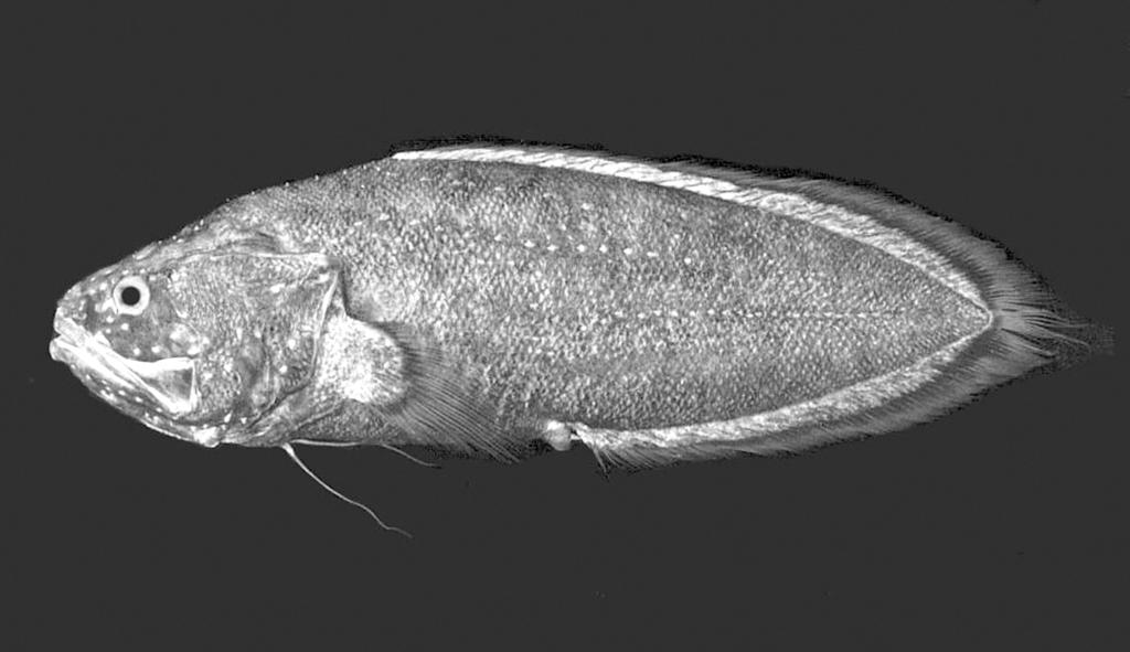 140 PACIFIC SCIENCE. January 2009 Figure 2. Holotype of Grammonus nagaredai, bpbm 40668, 82 mm SL, O ahu ( J.E.R.).