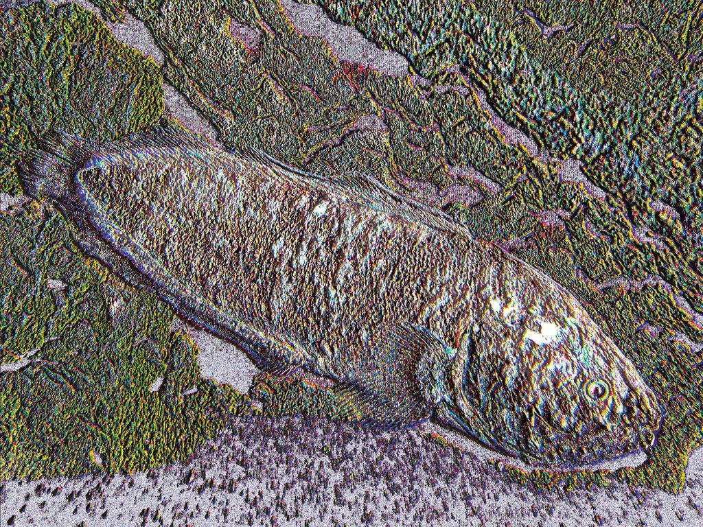 Grammonus nagaredai, n. sp. from Hawai i. Randall and Hughes 141 Figure 3. Aquarium photograph of holotype of Grammonus nagaredai (Bronson Nagareda).