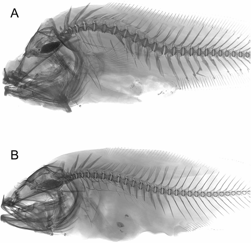 Grammonus nagaredai, n. sp. from Hawai i. Randall and Hughes 145 Figure 7. Comparison of X-rays of holotype of Grammonus yunokawai (A) and paratype of G. nagaredai (B) ( Jørgen G. Nielsen).