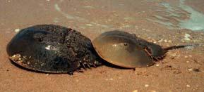 Limulus polyphemus Adults spawn on protected