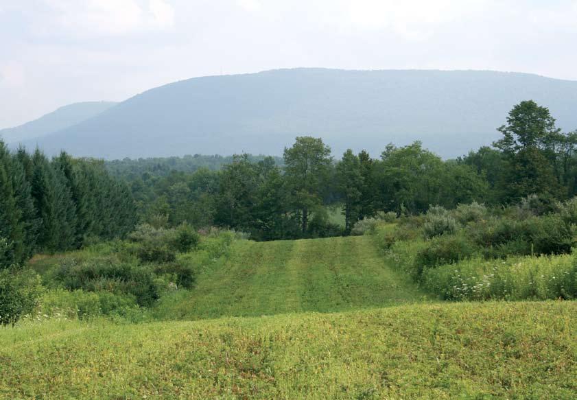 Evolution of a Small Property from traditional hunting camp to QDM showcase, the evolution of the Jenzano farm in Pennsylvania is proof that success is within reach on small acreage.