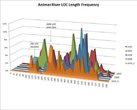 Figure 1 Length frequency charts of rainbow trout (left) and brown trout (right) captured in the Animas River Gold Medal reach during 2010 (orange area) fish inventory.