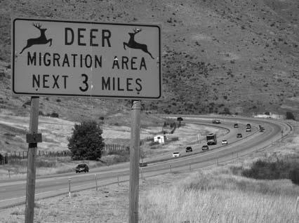 204 Mule Deer Photo by Dan Miller Deer caution signs may be viewed near highways such as US 89-91.