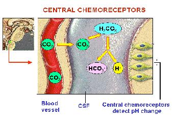 Normal Physiological Detection Systems Changes in arterial pco₂ and po₂ are detected by: Central chemoreceptors Found in the medulla Most responsive to increases in arterial pco₂ CO₂ diffuses into