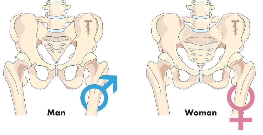 The Difference between Men and Women Rule: The difference between men and women: The pubic bone of women is normally lower The pelvis of women is on