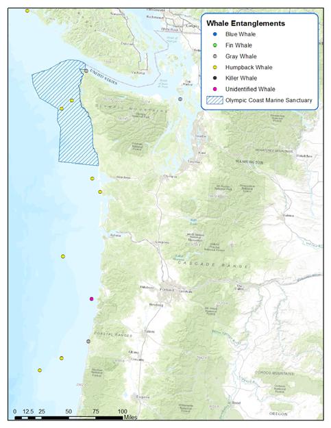 Entanglements: Monterey Bay National Marine Sanctuary (n=44); Channel Islands National Marine Sanctuary (n=3); Olympic Coast National marine Sanctuary (n=2); Greater Farallones National Marine