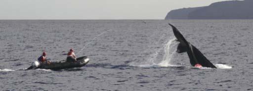 2011-2012 Season Summary on Large Whale Entanglement threat and reports received around the Main Hawaiian Islands Compiled by: Ed Lyman Hawaiian Islands Humpback Whale National Marine Sanctuary May