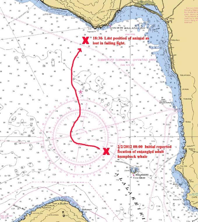 believed to be involved and the tailstock was observed free of gear. Two red polyballs, likely representing primary and pickup buoys were at the dorsal fin area and tailstock respectively.