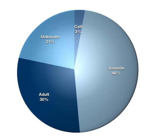 Figure 6: Percentage of gear types removed from or documented on entangled humpback whales off Hawaii between 2003 and 2012.