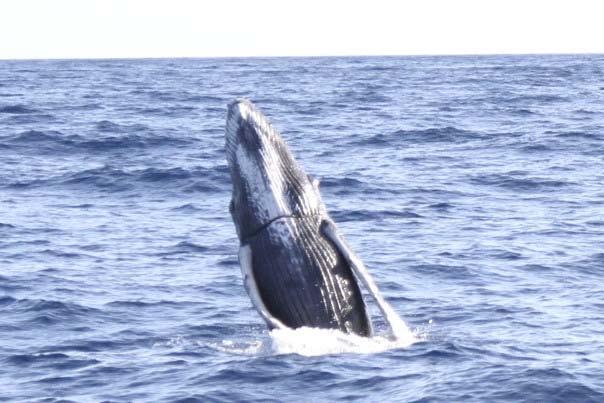 Case report of disentanglement efforts: 2/28/2013 Response to an entangled humpback whale calf off Maui: NOAA MMHSRP (permit# 932-1905) 11:25 Rachel Cartwright of Keiki Koholā Research Project