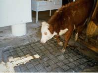 Animals get agitated when they slip Squeeze chutes, stocks, scales,