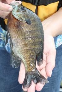Then from mid-july to mid-september, I will focus on bluegill/ pumpkinseed/crappie trips at Conneaut Lake. Sometime in late September, I will return to Pymie for fall crappies.