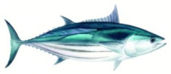 Tuna! 2035 (33,947 t) 64% Solomon Islands 27% 2050 (41,345 t) 46% 43% 2100