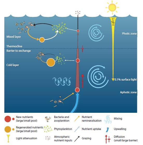 Transport of material/nutrient to surface Thermocline is