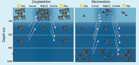Potential problem If mining contaminates zooplankton/micronekton in deep water