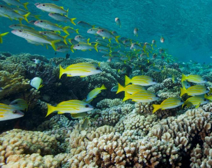 Coastal fisheries: coral reefs, mangroves and sea grass habitats provide the bulk of