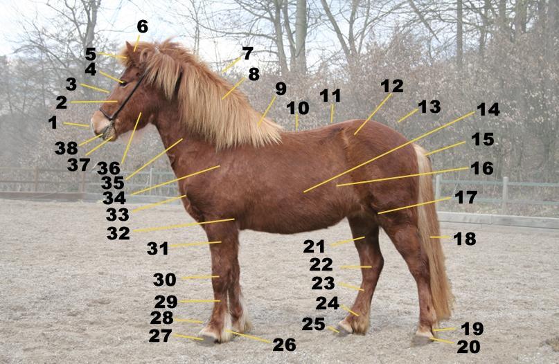 Basic Level 1 General Knowledge 1. What is different about Icelandic Horses compared to the other breeds? 2. Name the 5 gaits of the Icelandic Horse. 3. What does the beat of each gait sound like? 4.