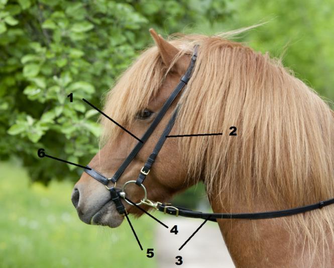 Basic Level 2 Tack 17. Name the basic tack used for Icelandic Horses 18. How do you correctly put a saddle on a horse?