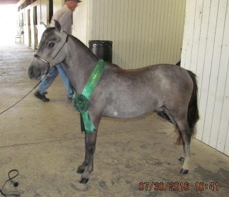 in Halter. Sire: Cheg-Kims Golden Ranger (HOF); Dam: JC s Katydid (HOF). This could be your next halter winner. Asking $1000 OBO for this gorgeous filly. She is a half sister to Lady Bug.