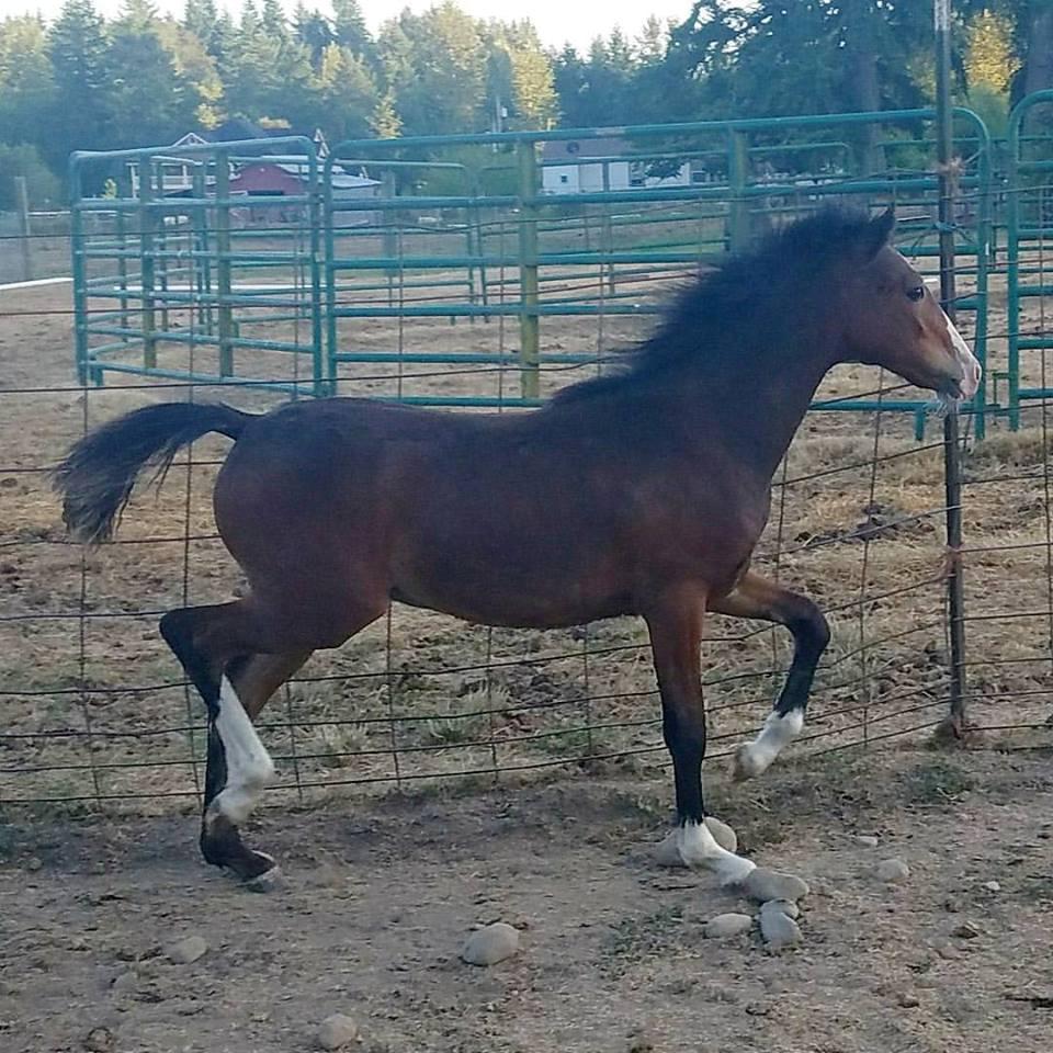 This filly needs to be in the show ring. She leads, stands for the farrier and trailers. This picture does not do her justice. Asking $1500 OBO for this beautiful filly.
