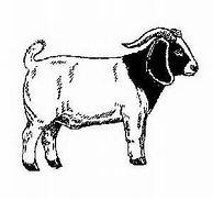 Swine/Meat Goat/Sheep/Beef May 28 &29, 2016 Northeast Kansas Heritage Complex, Holton, KS 12200 214 th Rd (2 miles