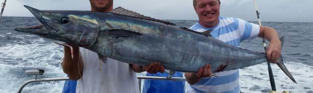 KING MACKEREL TRACES 12l to 30l tkle KING MACKEREL TRACES 12l to 30l tkle Cout Tre - Weighte SUG.