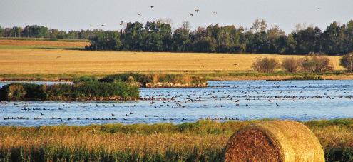 BY SCOTT YAICH, PH.D. for America s Wetlands JIM RINGELMAN, DU THE STATE OF AMERICA S WETLANDS The U.S. Fish and Wildlife Service (USFWS) has published four periodic reports covering the status and trends of wetlands in the United States over the last 50 years.
