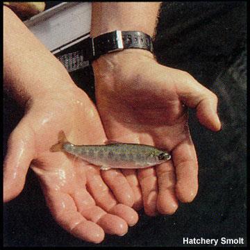 Fish are released upon smoltification Smoltification Suite of physiological, morphological, biochemical and behavioural changes, including